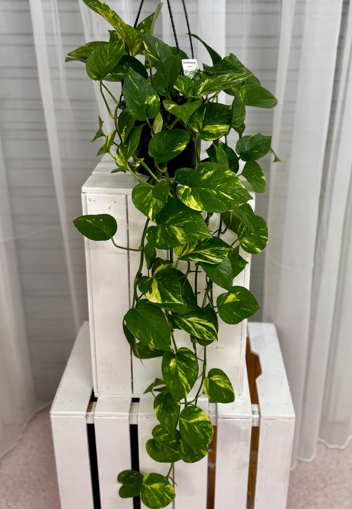 Hanging Plants