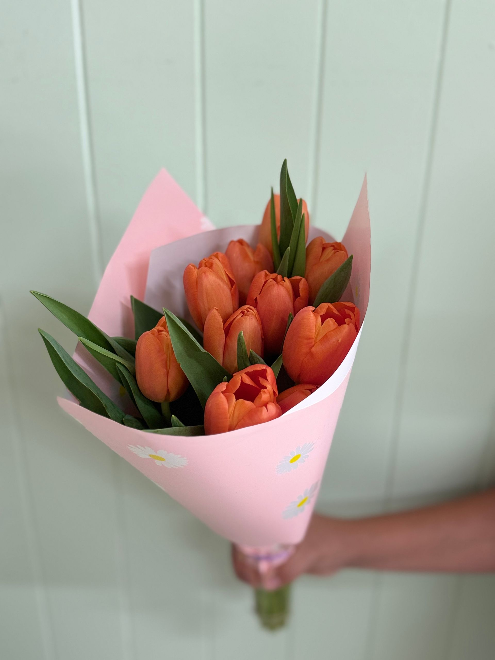 Tulips